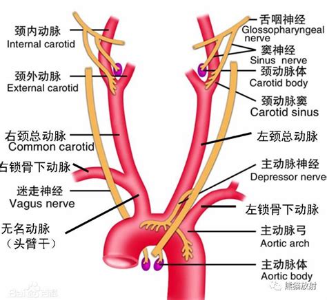 外頸動脈分支口訣|解剖學/頸總動脈